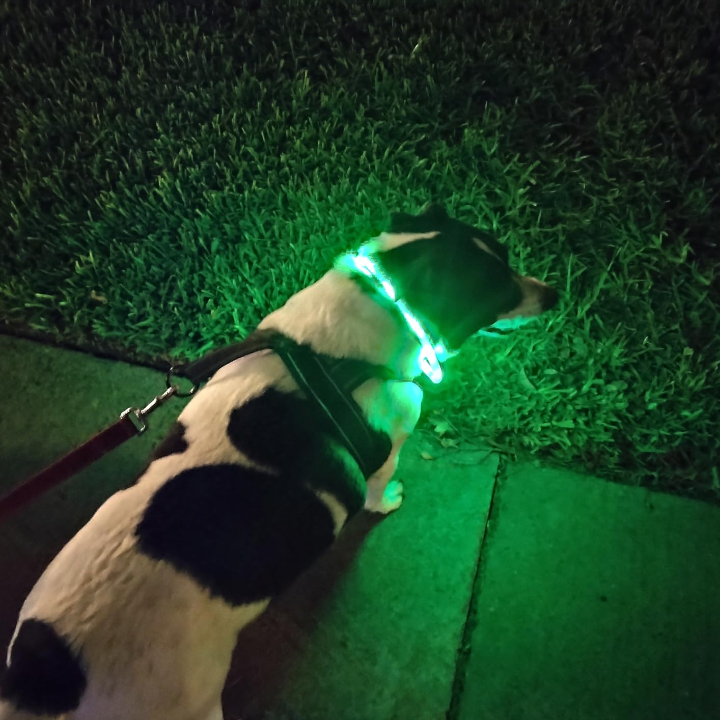 Silicone LED Dog Collar,USB Re - Tech Dog Accessories recension och pris